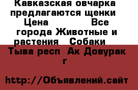 Кавказская овчарка -предлагаются щенки › Цена ­ 20 000 - Все города Животные и растения » Собаки   . Тыва респ.,Ак-Довурак г.